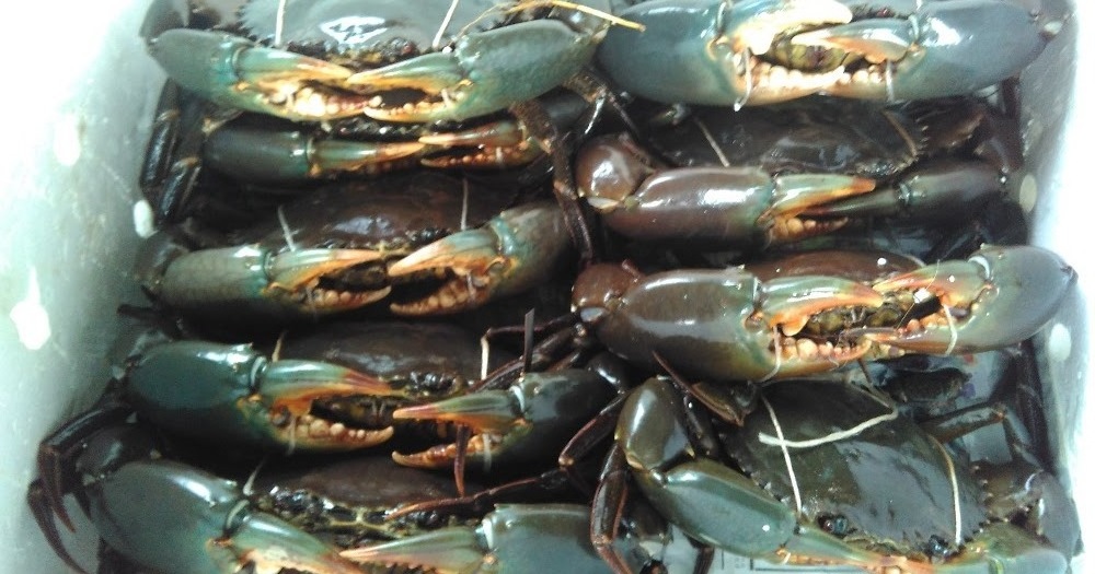 Wholesale Bulk Discount Prices High Quality Fresh Live Crab / Live Mud Crab / Live Seafood