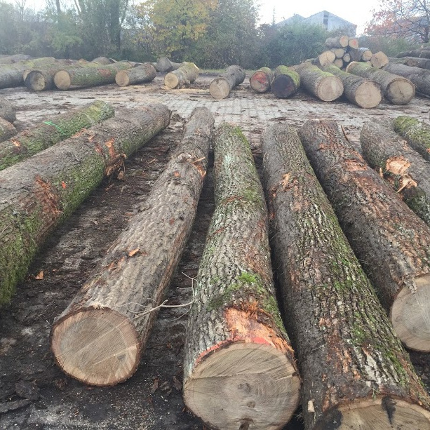 ROMANIA BLACK WALNUT ROUND LOGS TIMBER