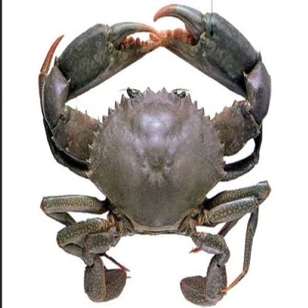 Wholesale Bulk Discount Prices High Quality Fresh Live Crab / Live Mud Crab / Live Seafood