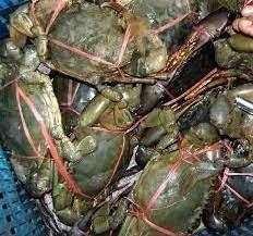 Wholesale Bulk Discount Prices High Quality Fresh Live Crab / Live Mud Crab / Live Seafood