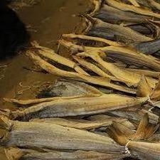 Cod and Dried Stock Fish Sizes/ Norway Dried StockFish Body Cuts Pieces