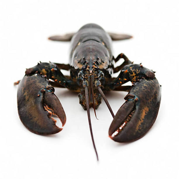 Wholesale Cheapest Discount Prices High Quality Live Lobster and Crayfish Available at Low Market Price