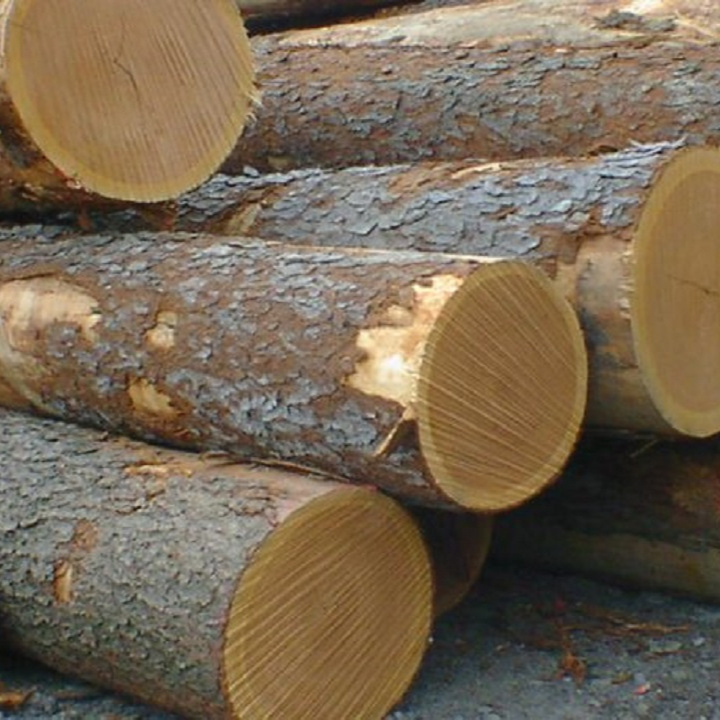 wood logs / beech oak ash tree timber logs 7000 cbm