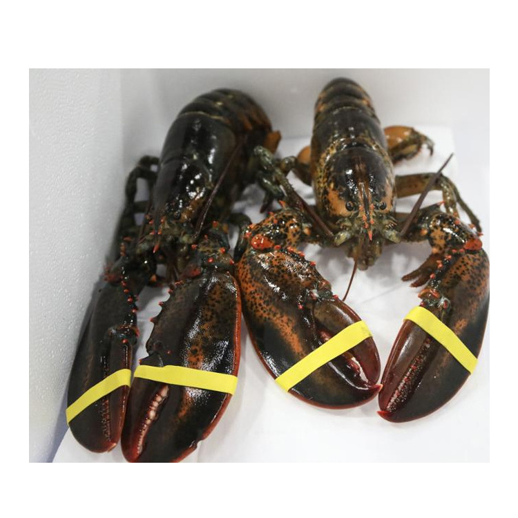 whole sale Fresh Quality red Lobster/live maine lobster/Frozen red Lobster for sale