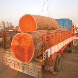 Pachyloba , Doussie wood logs , Tali, Okan Wood Logs huge  Sawn timbers Exporters