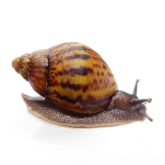 Fresh African Giant Escargot Snail for Sale