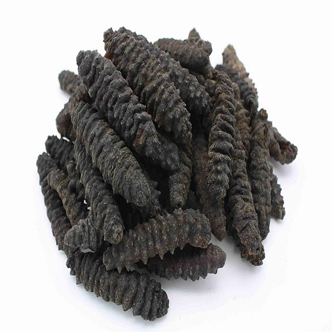 Sea Cucumber from Vietnam is good price and quality Ready for Export