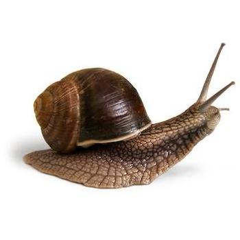 Fresh African Giant Escargot Snail for Sale