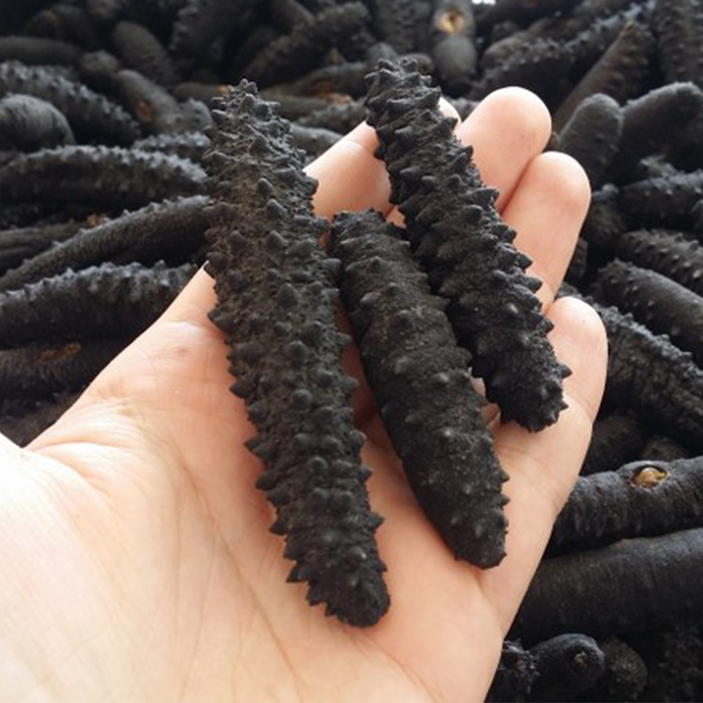 Sea Cucumber from Vietnam is good price and quality Ready for Export