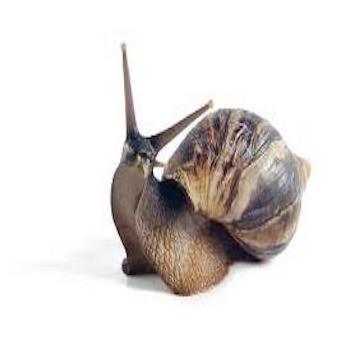 Fresh African Giant Escargot Snail for Sale