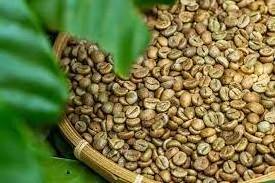 Vietnam high quality ROBUSTA Green COFFEE BEAN - Robusta Coffee Bean Processing Exporting Quality COFFEE BEAN