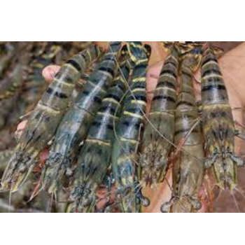 High Quality Frozen Shrimp  Frozen Raw Black Tiger Prawn Wholesale Seafood From Vietnam Frozen Shrimp