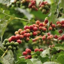 wholesales Vietnam high quality Arabica COFFEE BEAN - Arabica Coffee Bean Processing Exporting Quality coffee bean arabica