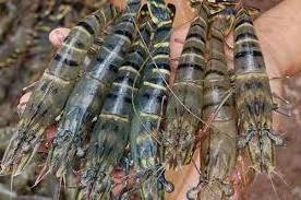 High Quality Frozen Shrimp  Frozen Raw Black Tiger Prawn Wholesale Seafood From Vietnam Frozen Shrimp