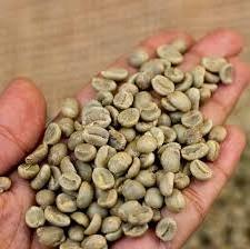 Vietnam high quality ROBUSTA Green COFFEE BEAN - Robusta Coffee Bean Processing Exporting Quality COFFEE BEAN