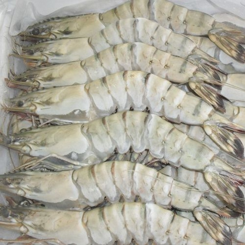 High Quality Frozen Shrimp  Frozen Raw Black Tiger Prawn Wholesale Seafood From Vietnam Frozen Shrimp