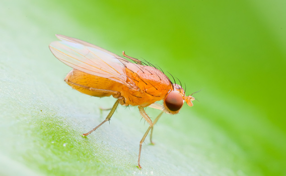 garden tools use fruit fly trap for citrus fruit fly  sticky fruit fly trap