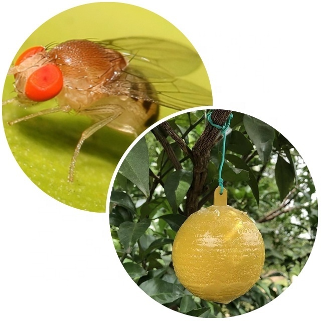 garden tools use fruit fly trap for citrus fruit fly  sticky fruit fly trap