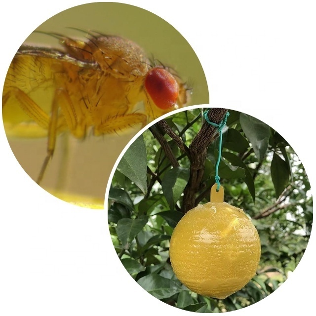 garden tools use fruit fly trap for citrus fruit fly  sticky fruit fly trap