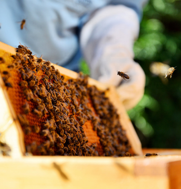 Benefitbee beekeeping honey bee hive box wooden custom beehive with queen excluder plastic