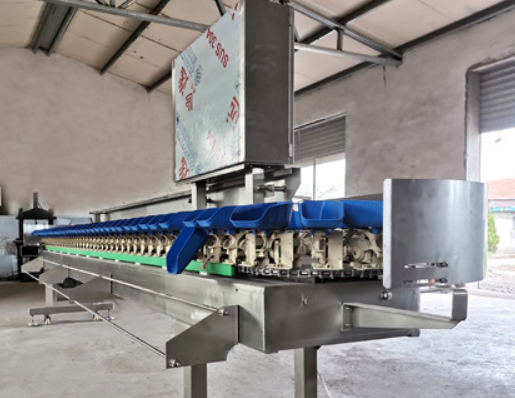 Automatic oyster grading machine mussels shellfish weight sorting machine for seafood