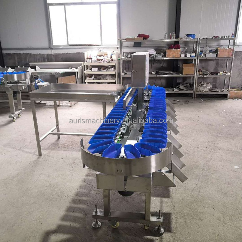 Automatic oyster grading machine mussels shellfish weight sorting machine for seafood