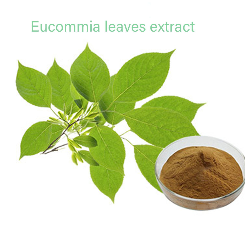 OEM &ODM Wholesale Eucommia chlorogenic acid 5% 10% 20% 25% 98% Extract powder Eucommia ulmoides extract 10:1 20/1 30/1