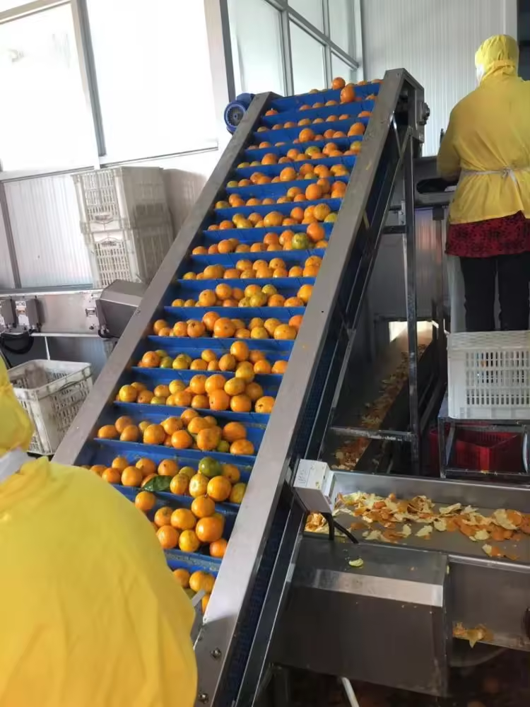 1000kg/hour multipurpose orange peeler lemon grater mechanical electric