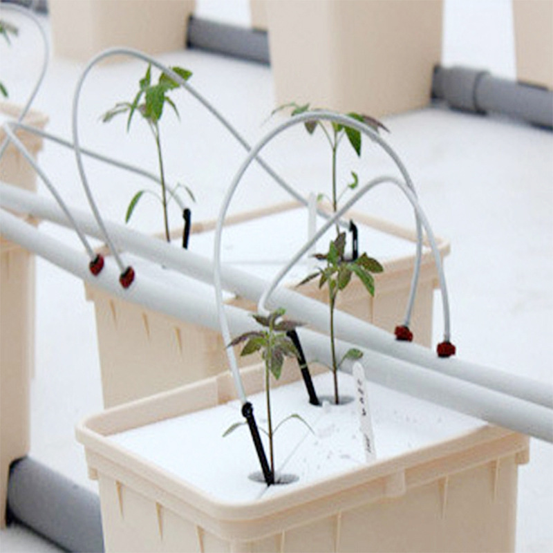 Tomato Dutch Bato Bucket Hydroponic System