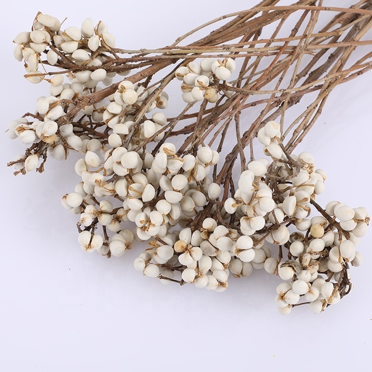 Dried flowers and small ginkgo 100g shiitake mushrooms home decoration materials  decoration dried flower