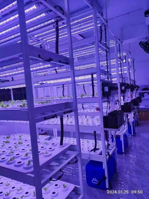 Hydroponics Indoor vertical farm CEA planting rack shelf, grow table