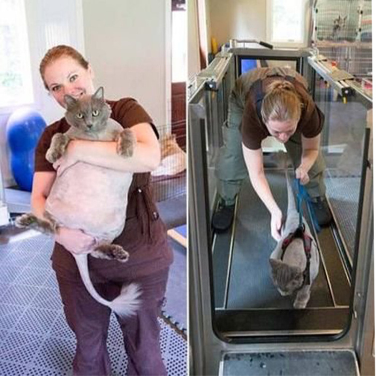 Water Treadmill Pet Care Clinic Use Hydrotherapy Treadmill Treadmill Dog For Animals Vet Use Sport Equipment