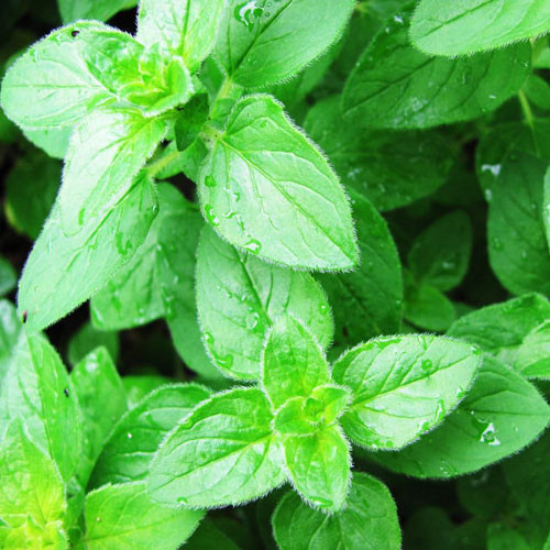 Natural plant extract organic oregano oil Bulk for Flavors and Fragrances