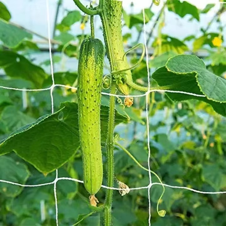 Trellis  Climbing Plants Supporting Net, Cucumber Net