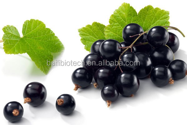 Essential Oil Bulk Factory Supply Black Currant Seed Oil