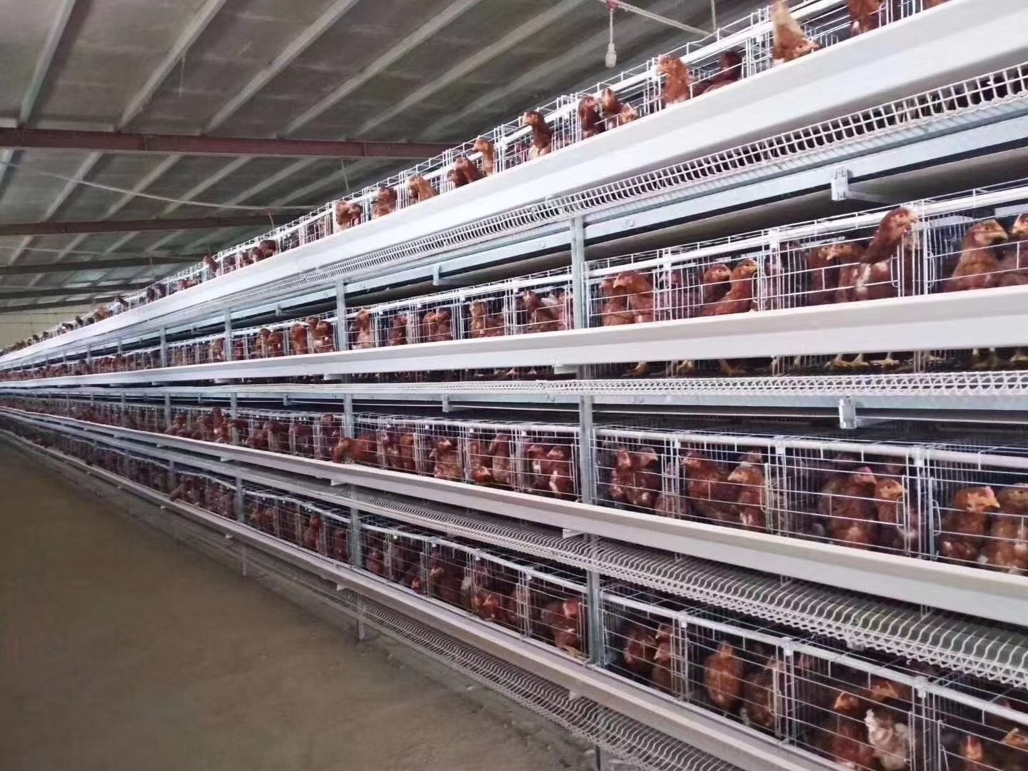 Automatic 3-6 Tiers Chicken Layer broiler Cage For Poultry Farm