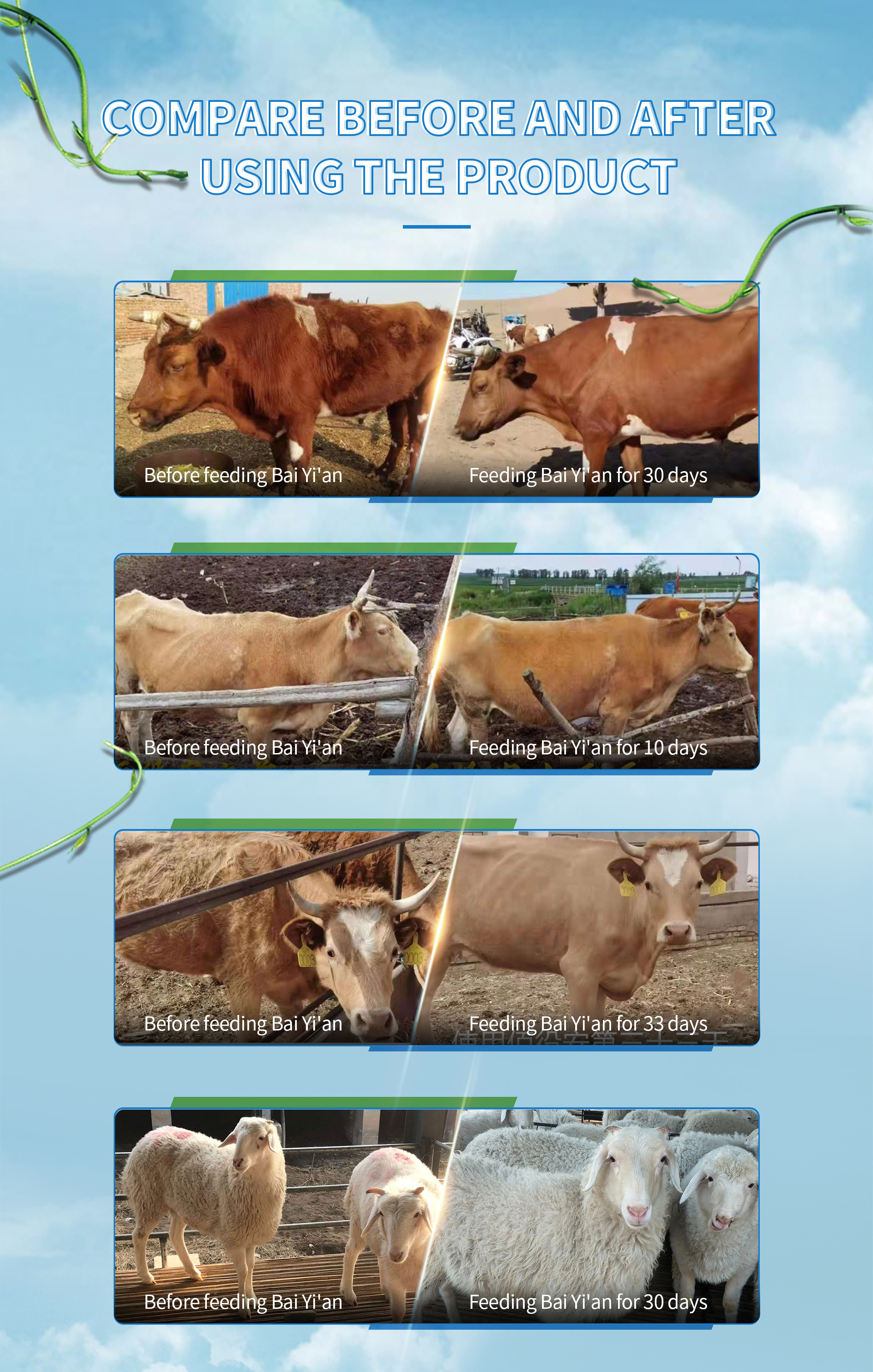 animal feed additives for cattle bovine cow sheep goat  horse