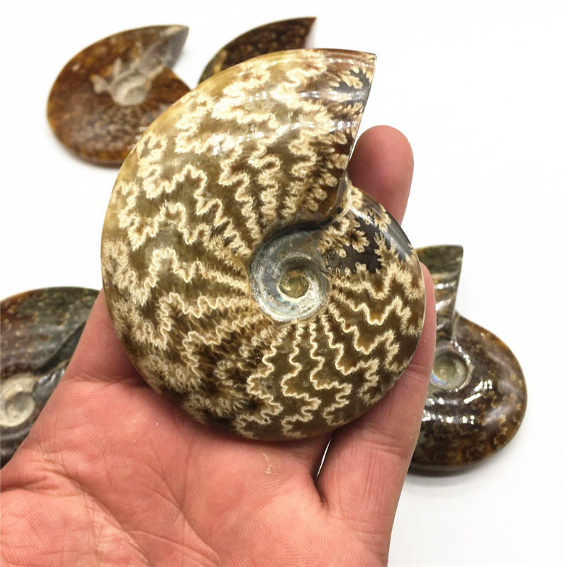 Madagascar Natural Iridescent Ammonite Opalized Fossil Specimen Paleontological Snail for Basic Biological Science Education