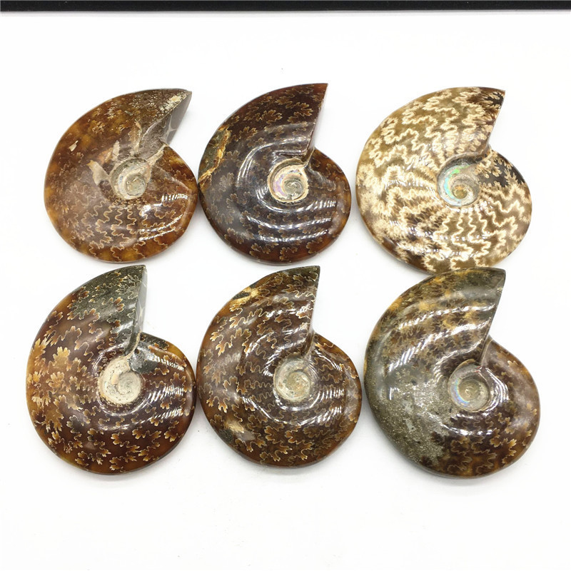 Madagascar Natural Iridescent Ammonite Opalized Fossil Specimen Paleontological Snail for Basic Biological Science Education