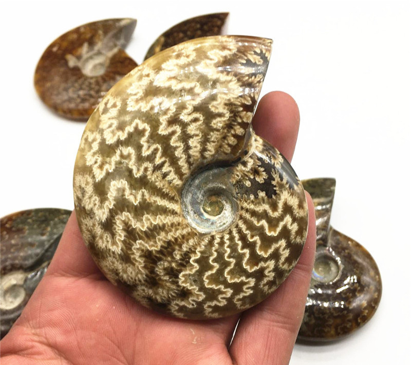 Madagascar Natural Iridescent Ammonite Opalized Fossil Specimen Paleontological Snail for Basic Biological Science Education