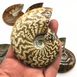 Madagascar Natural Iridescent Ammonite Opalized Fossil Specimen Paleontological Snail for Basic Biological Science Education