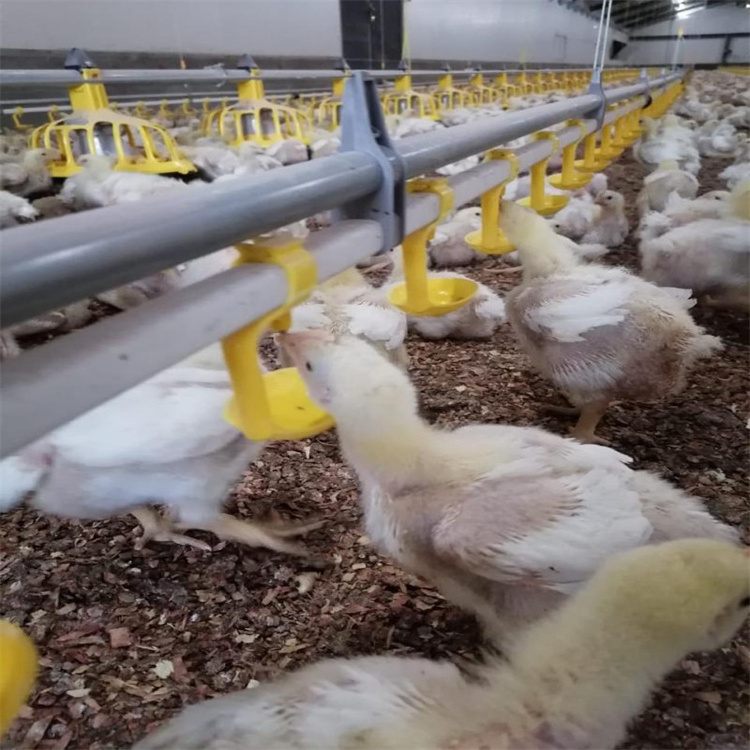 Poultry Farming Broiler Chicken Automatic Raising Equipment