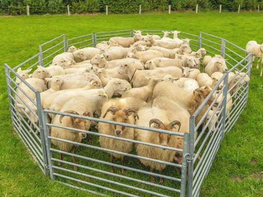 1.6m Galvanized Cattle Panels Welded Livestock Horse Sheep Fence Panels For Farm