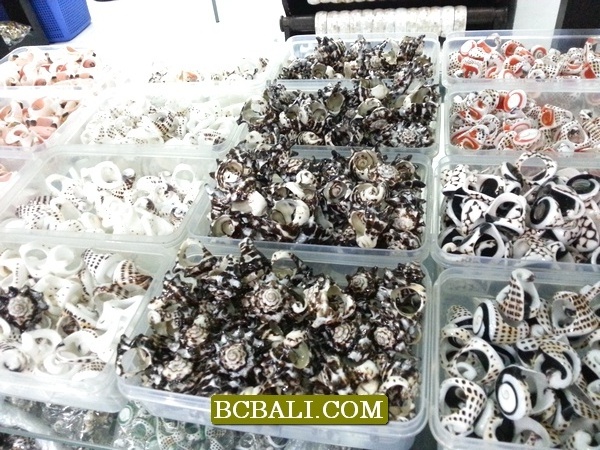 nautilus organic seashells died finger rings wholesale alot