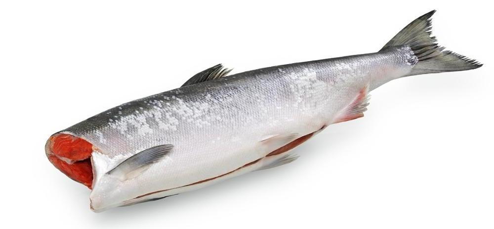 Wholesale Frozen Salmon Fish/Pacific Salmon