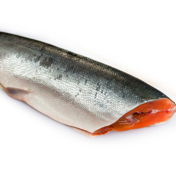 Wholesale Frozen Salmon Fish/Pacific Salmon