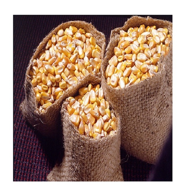 Dried yellow sweet yellow corn, Yellow Maize for sale at affordable Prices