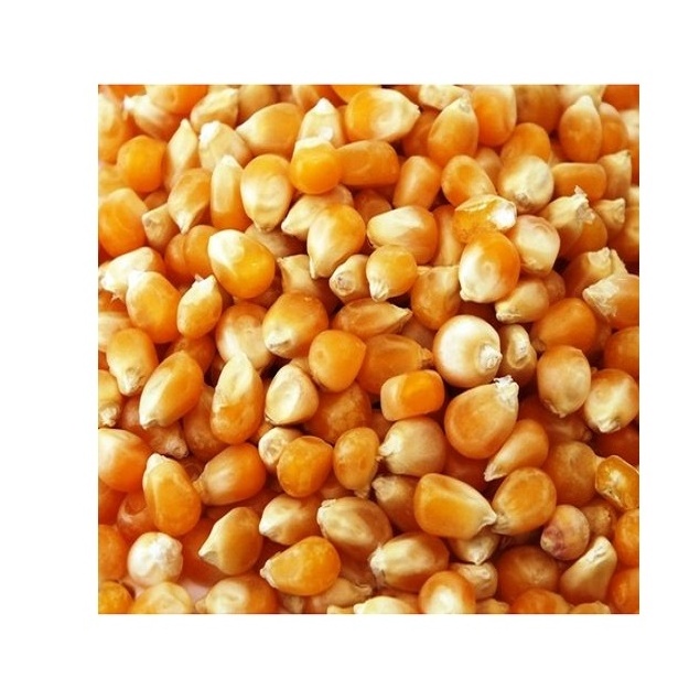 Dried yellow sweet yellow corn, Yellow Maize for sale at affordable Prices