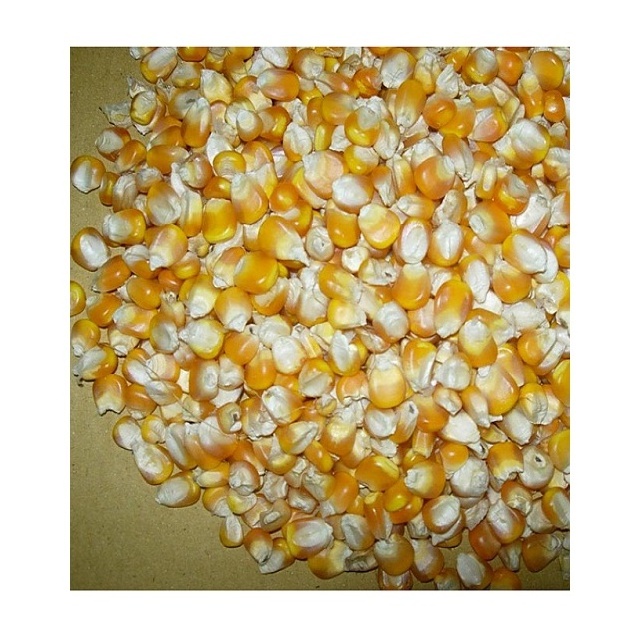 Dried yellow sweet yellow corn, Yellow Maize for sale at affordable Prices