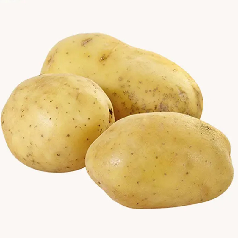 High Quality Fresh Potato Supplier In Belgium Yellow Skin Potato For Sale